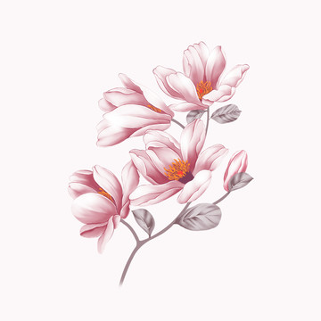 玉兰花