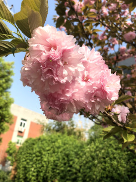 灿烂樱花