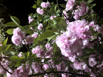 夜晚樱花