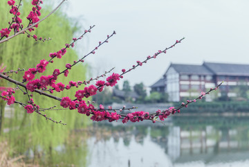 湖边垂柳