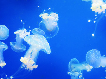 斑点水母