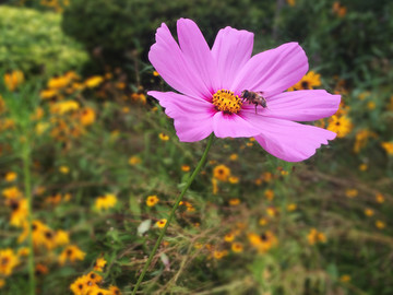 格桑花