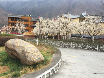 樱花