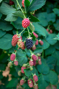 黑莓果园