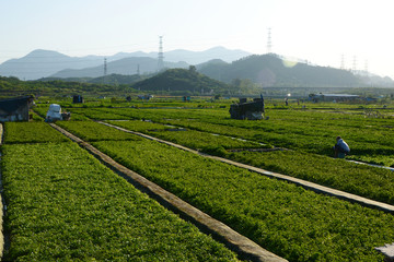 蔬菜种植