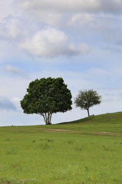 草坡上的孤独大树