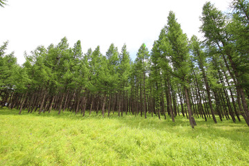广角拍摄森林和草地