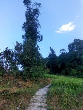 重庆乡村风景