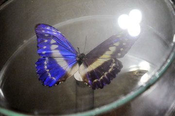 蝴蝶