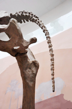 恐龙尾椎骨