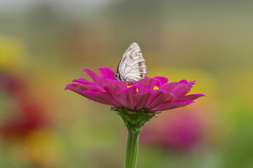 蝶恋花