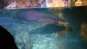海洋生物