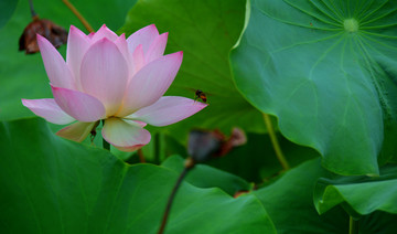 荷花
