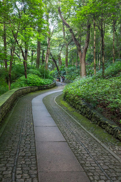 树林小路