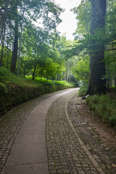 林间小路