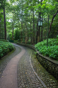 森林小路