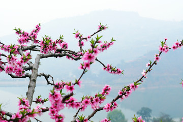 成都龙泉山桃花园