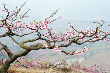 成都龙泉山桃花园