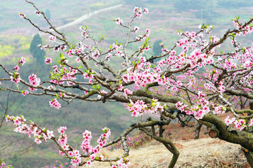 成都龙泉山桃花园