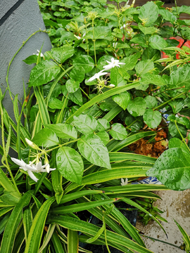 雨后茉莉花