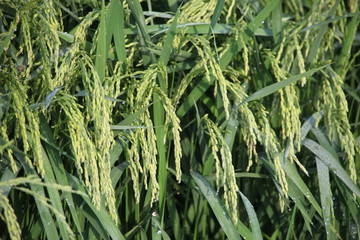 稻穗水稻