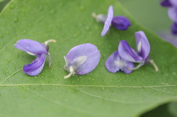 葛花