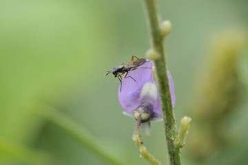 葛花