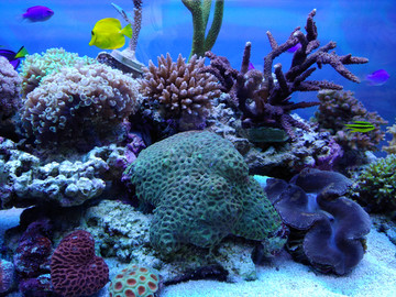 珊瑚和热带鱼