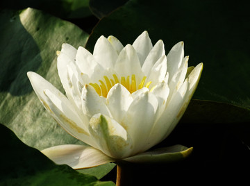 高清白色莲花图片