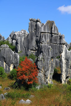 云南昆明石林风景区