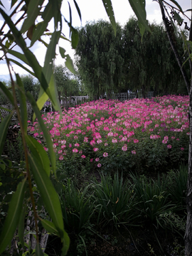 鲜花