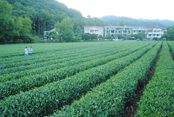 茶叶种植园