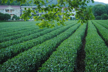 茶叶种植园