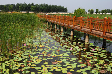 位山黄河湿地公园