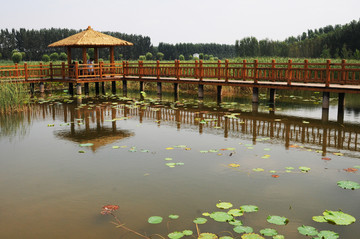位山黄河湿地公园