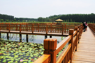 位山黄河湿地公园