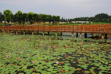 位山黄河湿地公园