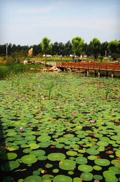 位山黄河湿地公园