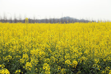 油菜花