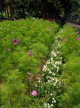 花园中的格桑花