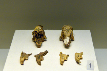 中国旧石器时代兔子头骨化石
