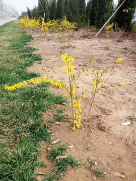 迎春花