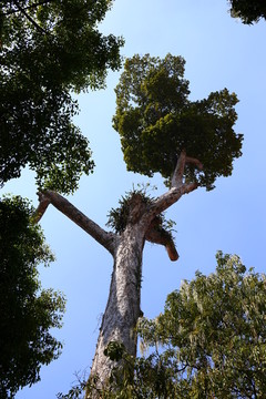 泰国大树