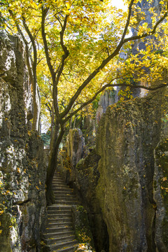 石林风景区