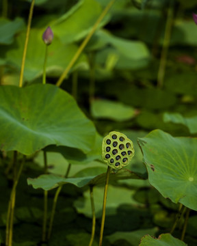 荷花