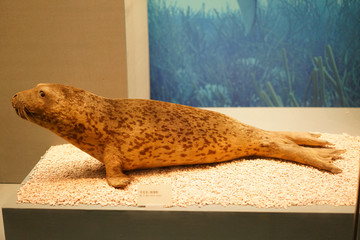 斑海豹标本