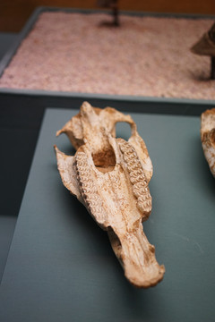 更新世晚期蒙古野驴头骨化石