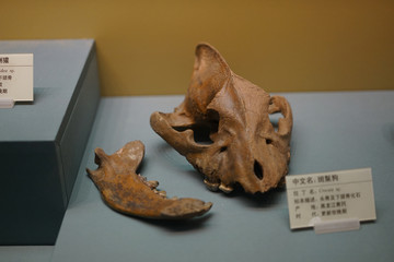 更新世晚期斑鬣狗头骨化石