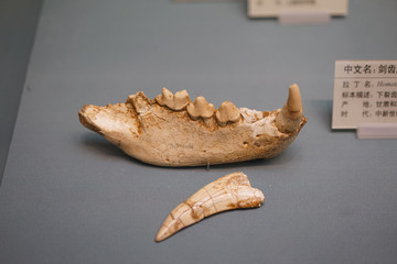 中新世晚期剑齿虎下颌牙齿化石