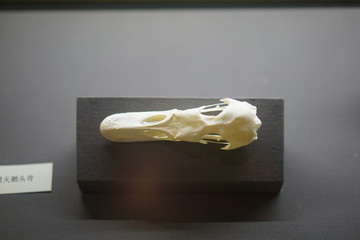 黑天鹅头骨标本